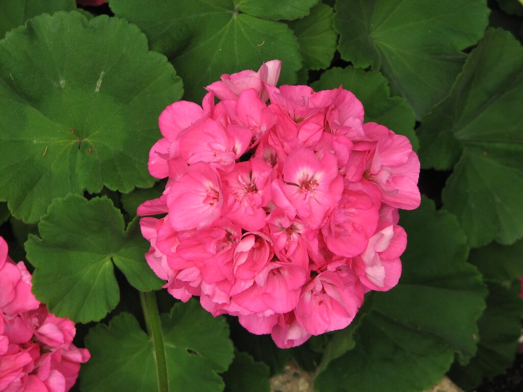 Pelargonium, Garden Geranium, Lady’s Mantle-leaved Pelargonium, Pink Trailing Pelargonium, Wilde Malva