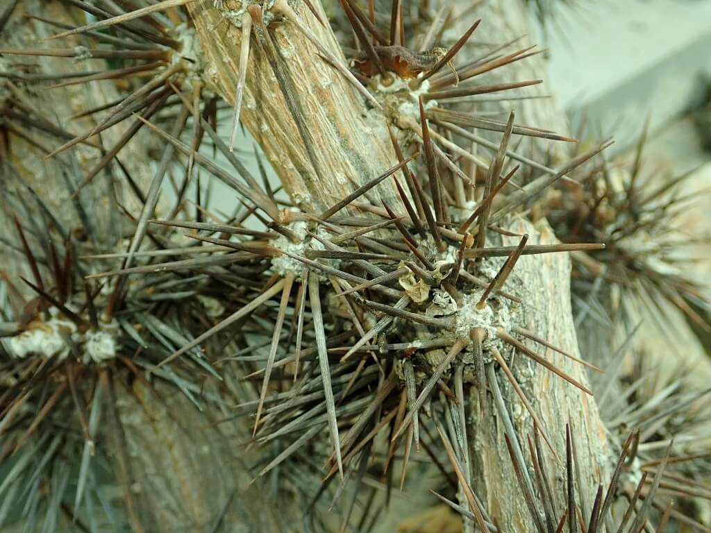 Leaf Cactus, Blade Apple, Lemon Vine, Barbados Gooseberry