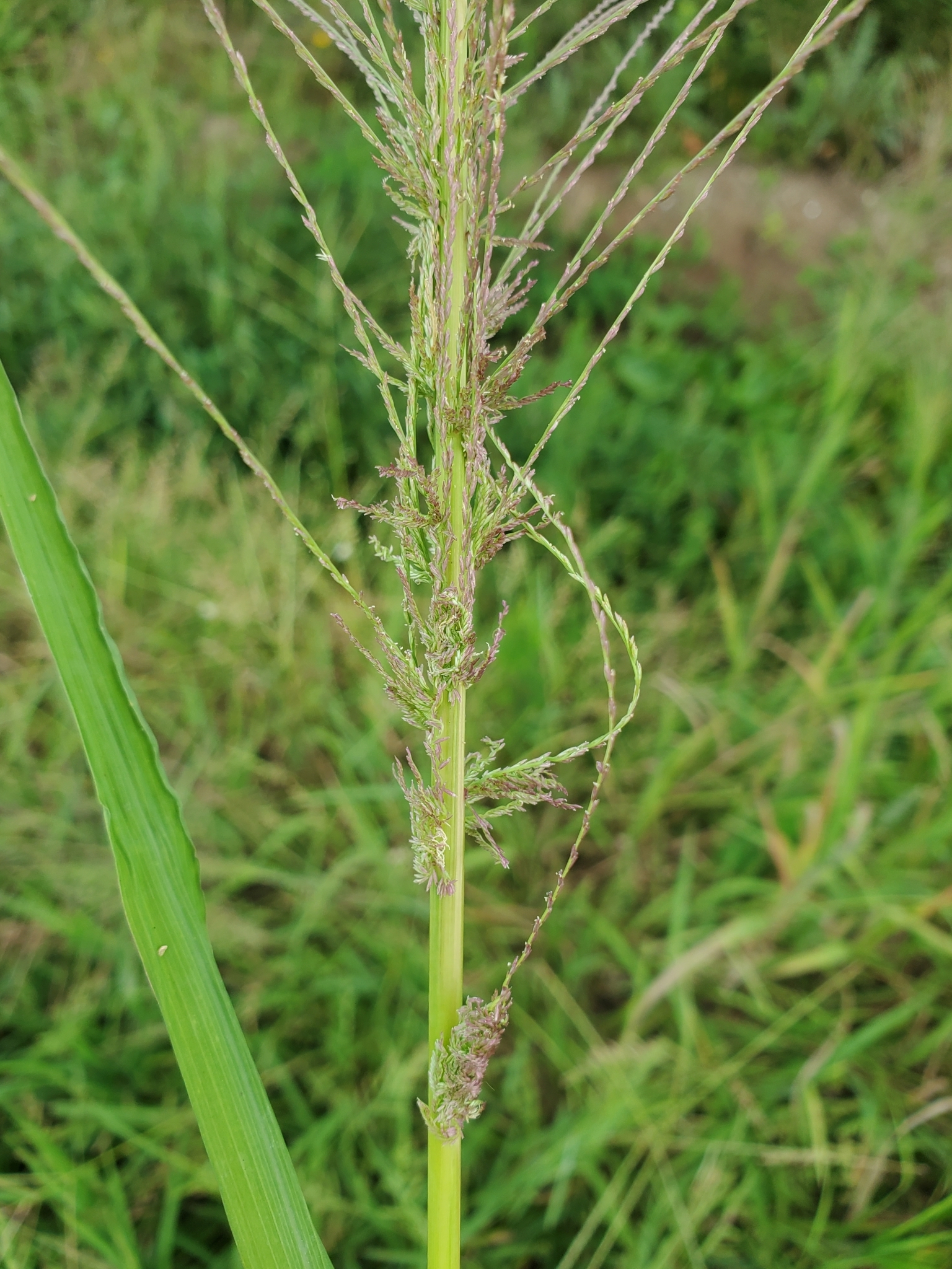 Sprangletop, Mucronate Sprangletop, Red Sprangletop