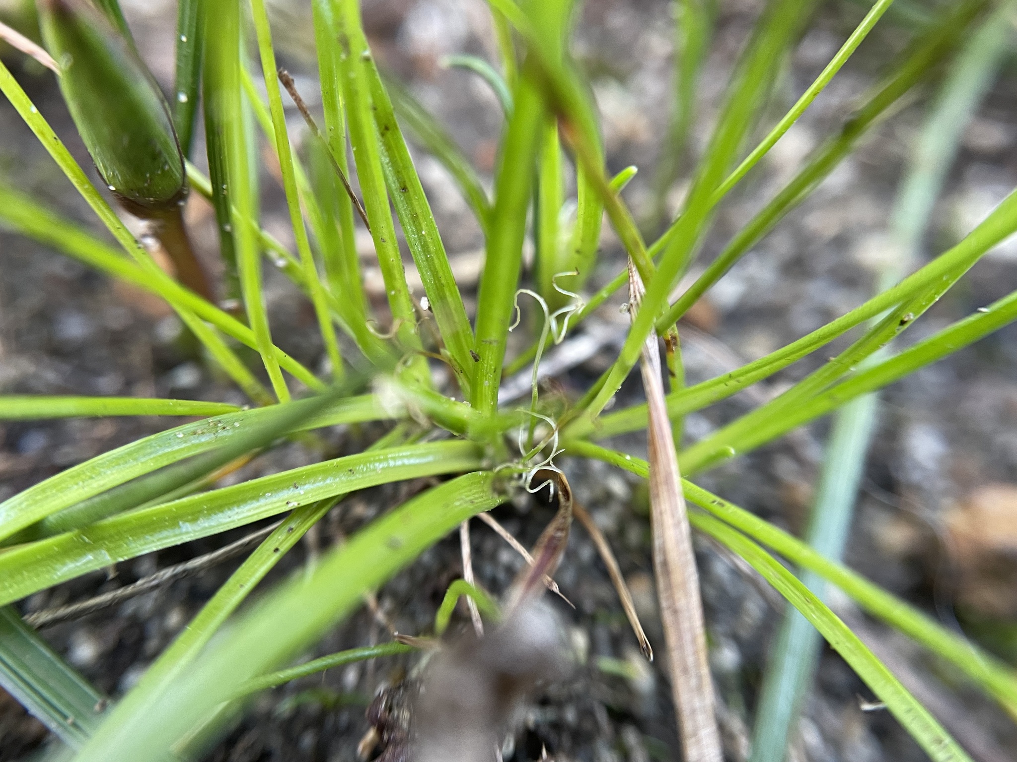 Subterranean Cape Sedge