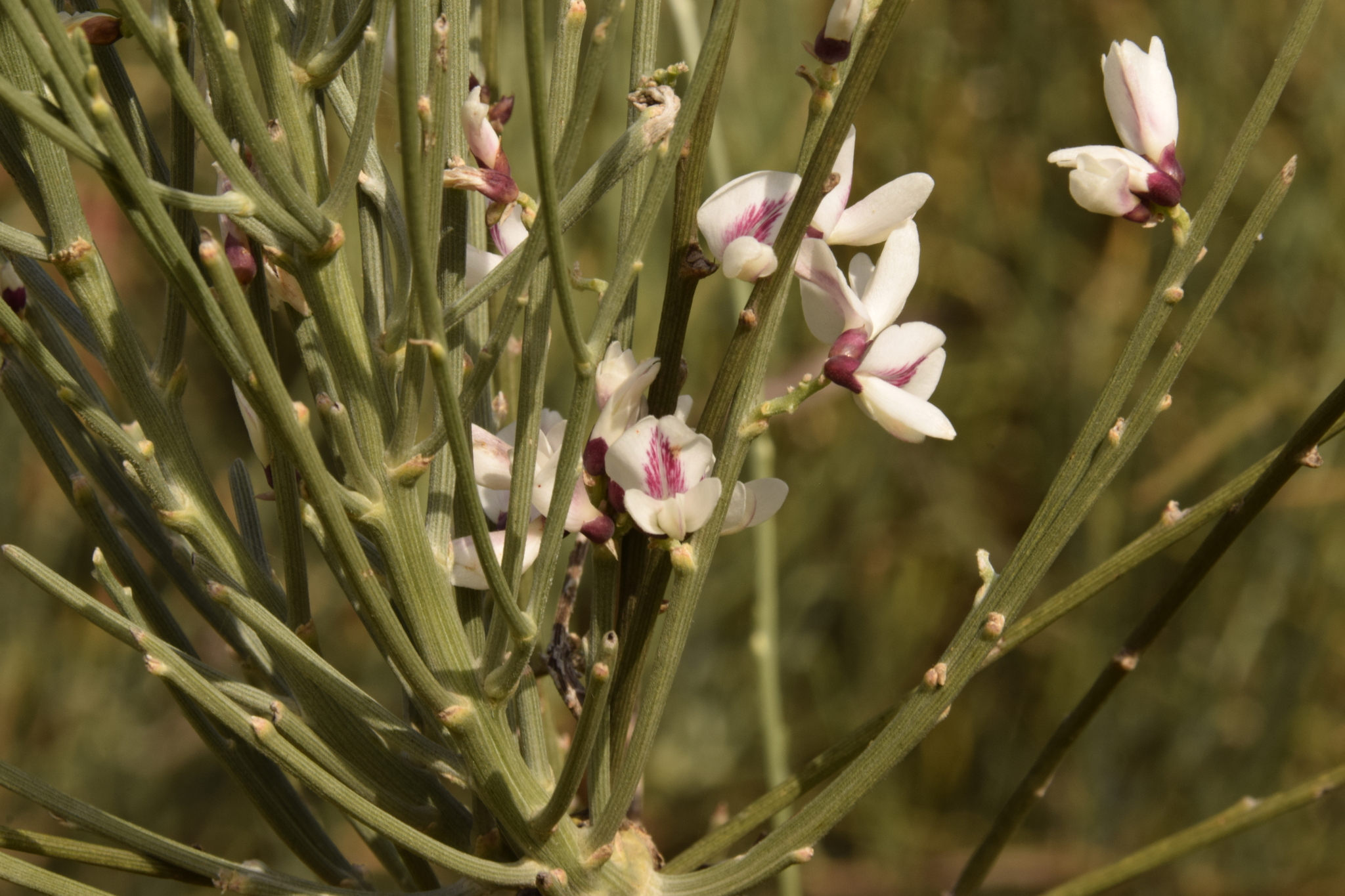 White Weeping Broom, White Broom, Ratamals