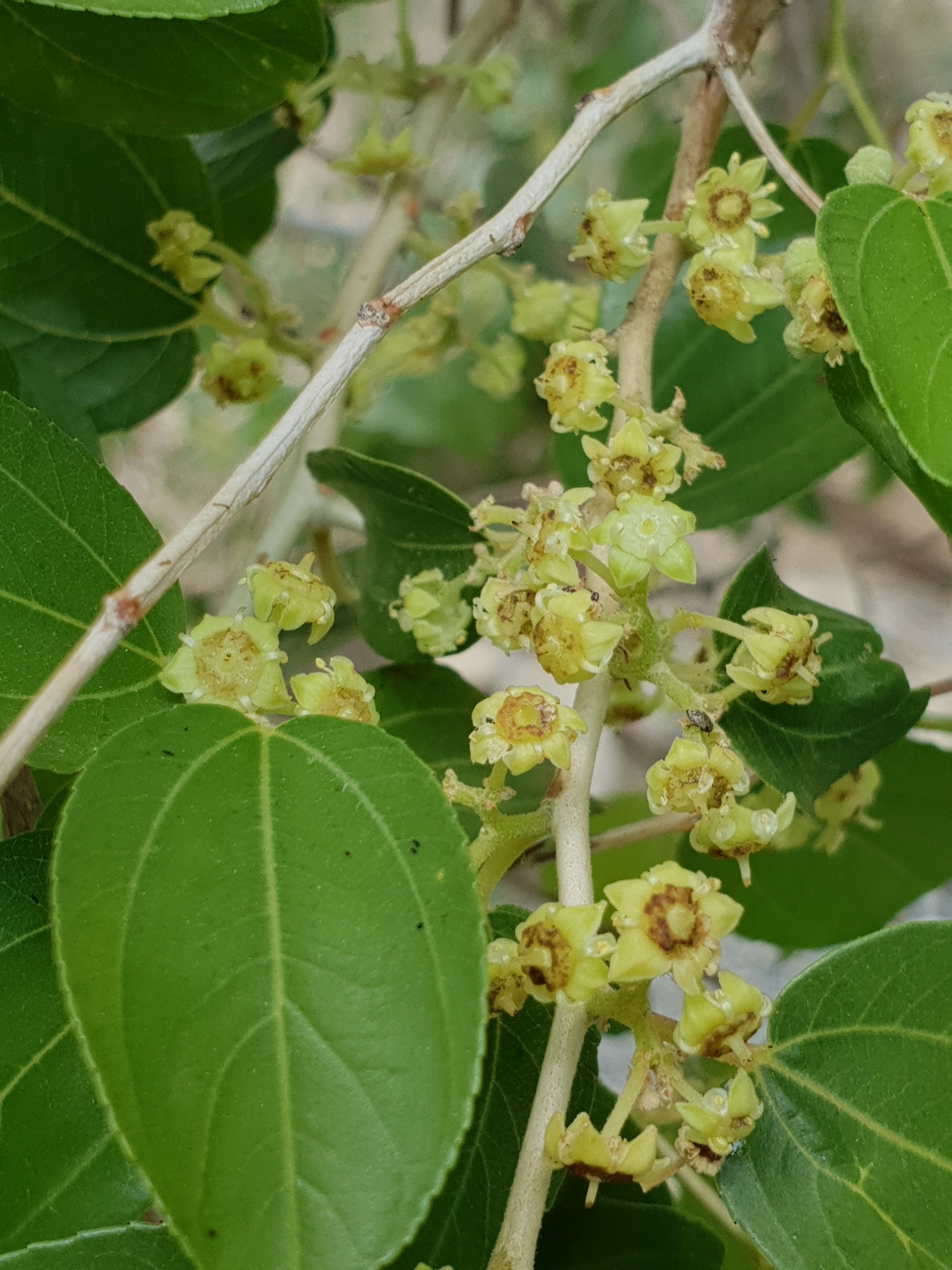 Christ Thorn, Christ’s Thorn, Syrian Christ Thorn, Christ-thorn Jujube, Jujube, Crown Of Thorns Tree