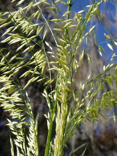Wild Rice, Manchurian Wild Rice, Asian Wild Rice, Water Bamboo, Texas Wild Rice, Northern Wild Rice, Southern Wild Rice