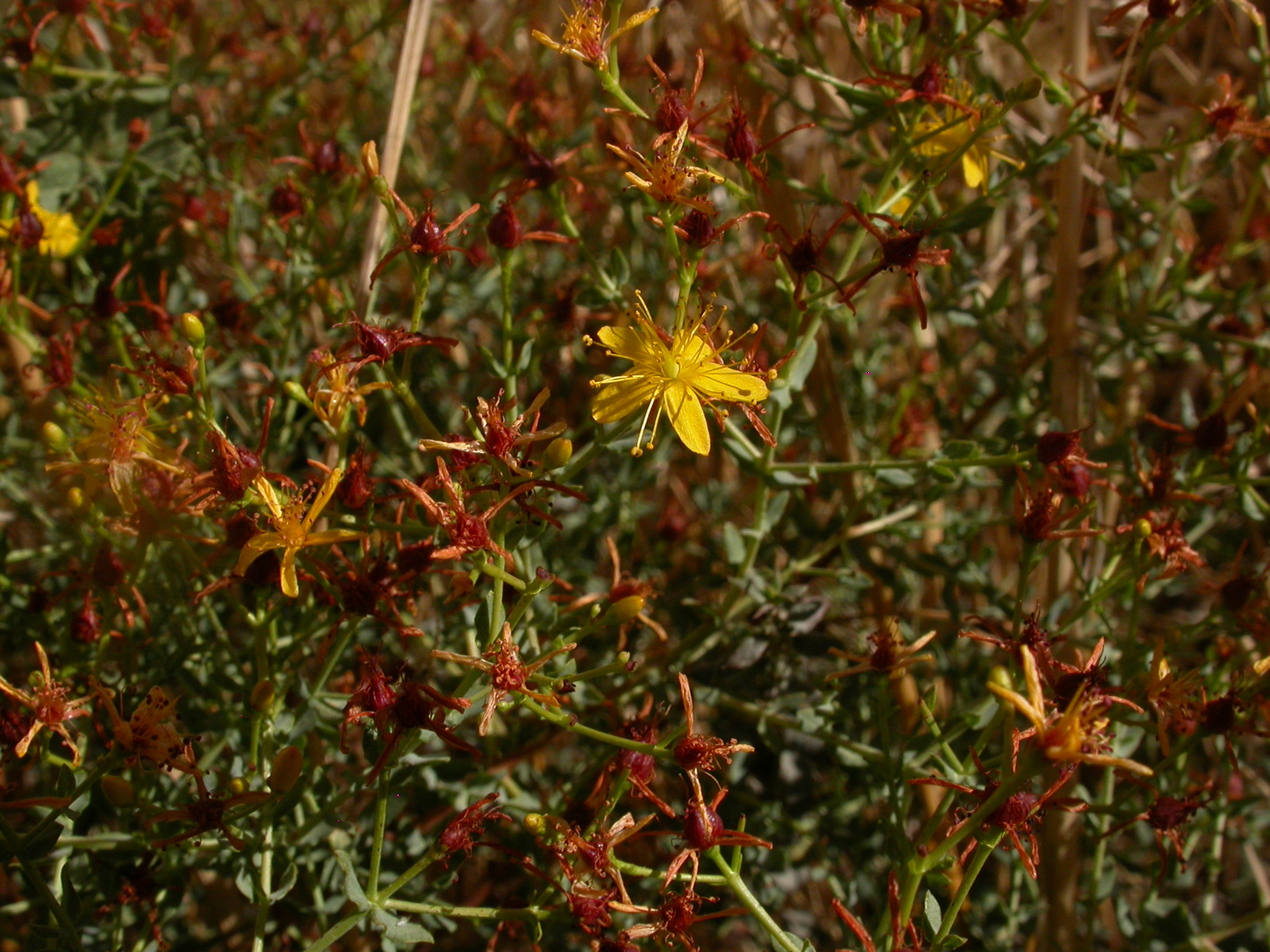 Tangled Hypericum, Curled-leaf St. John’s Wort, Wavyleaf St.John’s Wort, Wavy-leaf St. John’s Wort