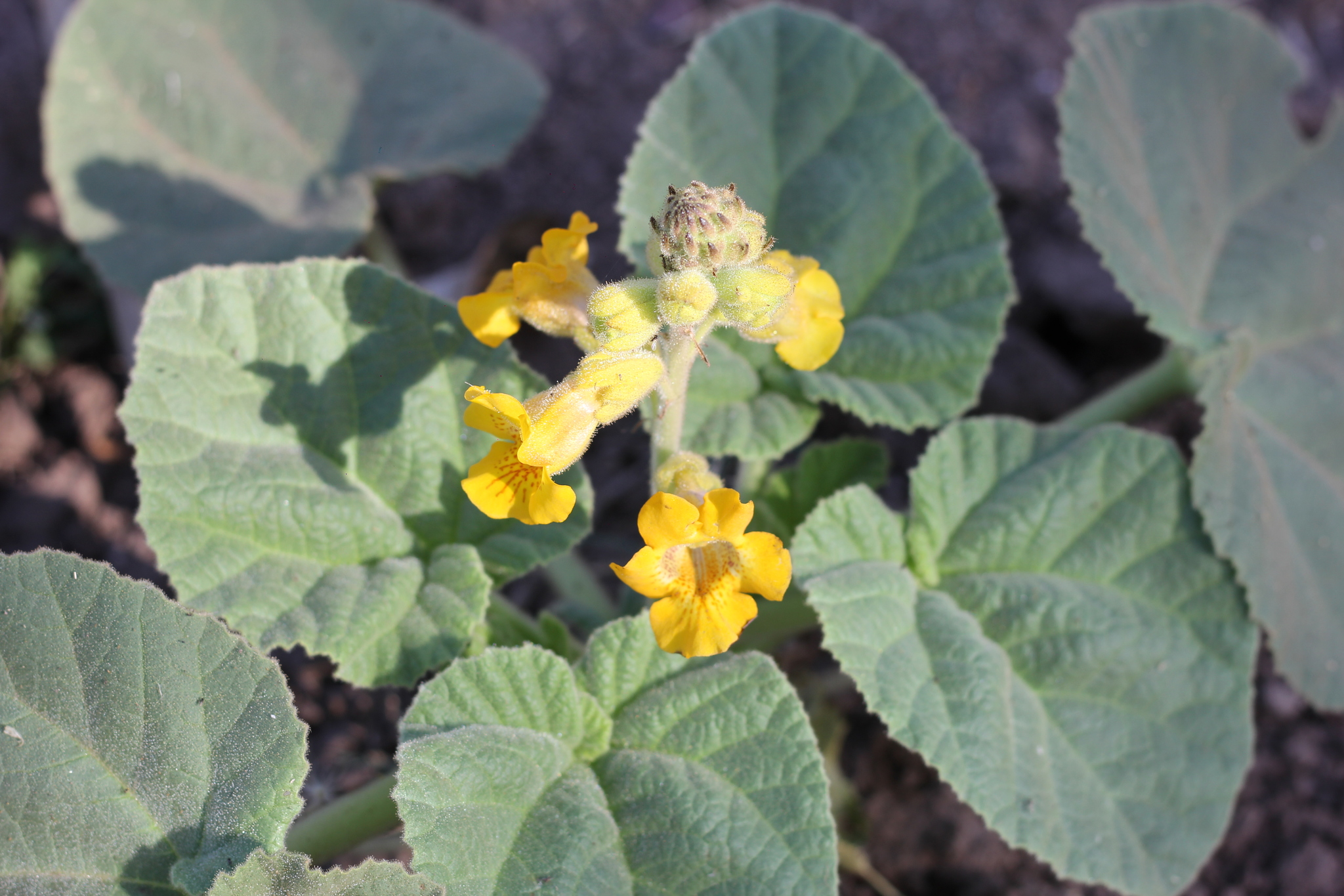 Yellowflower Devil’s Claw, Devil’s Grip, Double Claw, Eagle’s Claw, Elephant Tusks, Goat’s Head, Pumpkin Vine, Ram’s Horn, Unicorn Plant