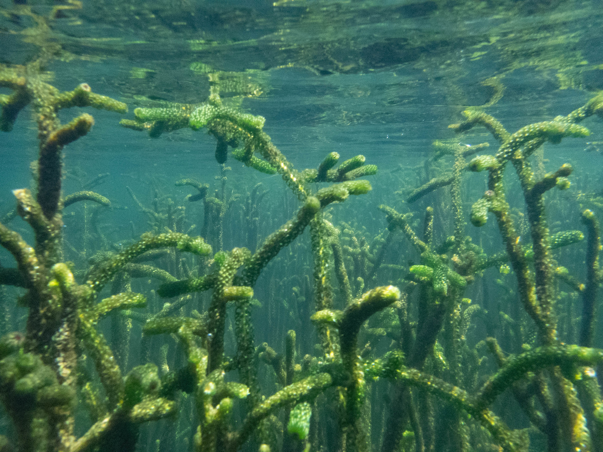 Lagarosiphon, Oxygen Weed