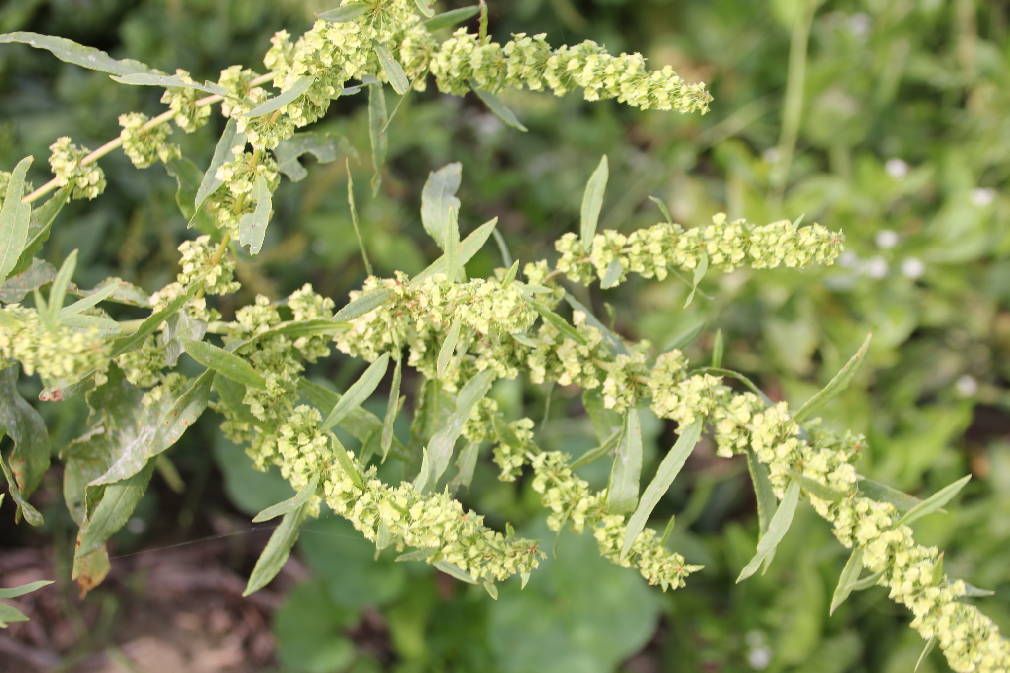 Fiddle Dock, Red Dock