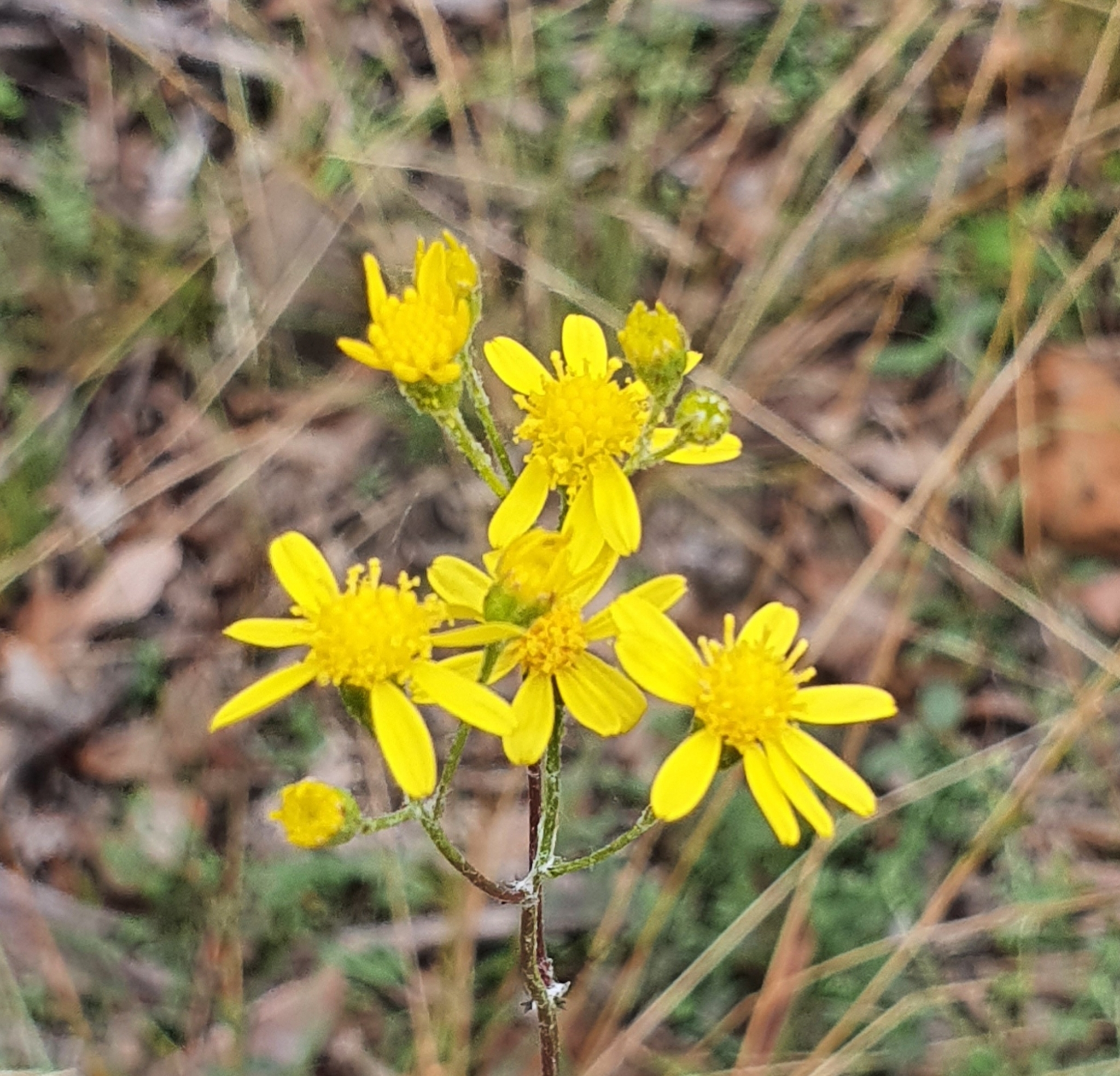 Cineraria, African Marigold, Wild Parsley, Boerelusern, Geelblom, Khotoliea