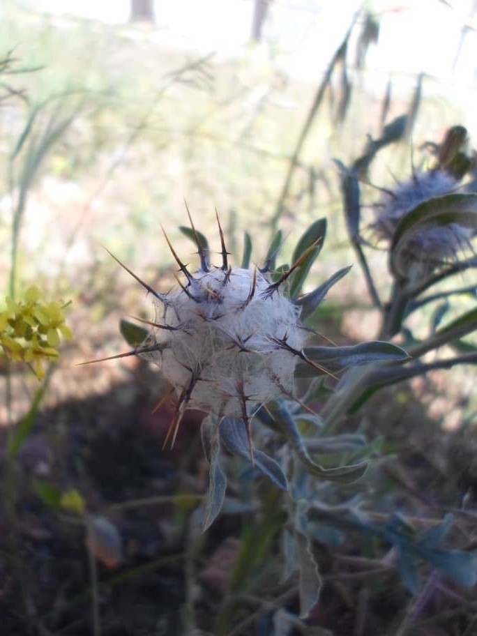 Mallee Cockspur, Wild Sand Heath