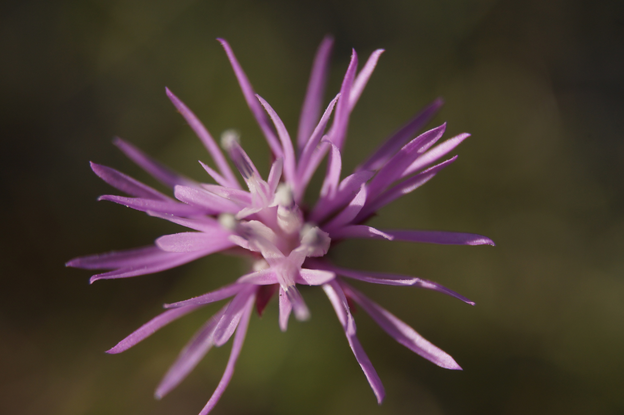 Common Crupina, Bearded Creeper