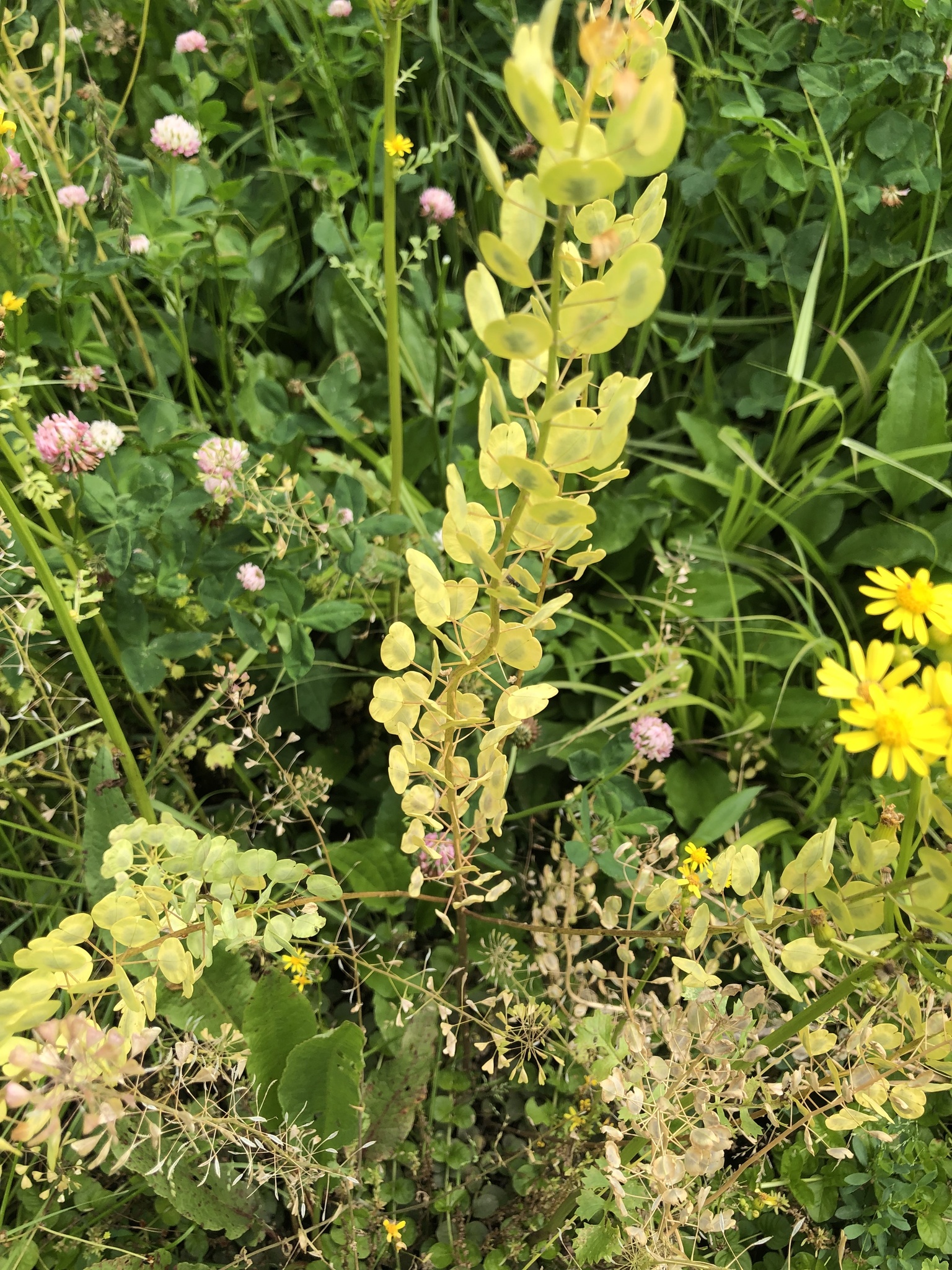 Penny Cress, Frenchweed, French Weed, Fanweed, Fan Weed, Field Pennycress, Field Penny Cress, Field Penny-cress, Pennycress, Stinkweed, Stink Weed, Common Pennycress, Bastard Cress, Bastardweed, Devil Weed, Mithridate Mustard, Dish Mustard, Wild Garlic