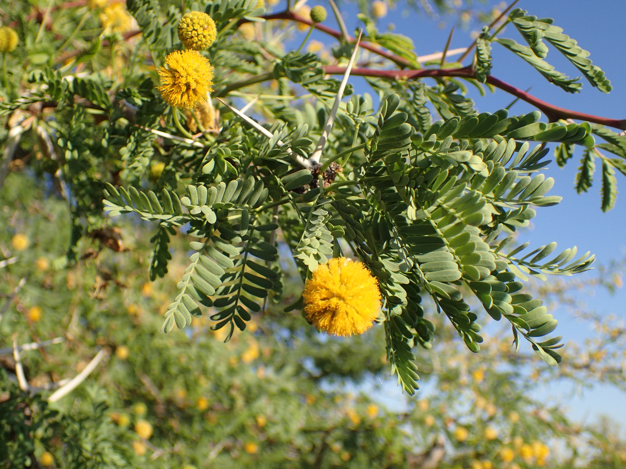 Giraffe Thorn, Camel Thorn, Camelthorn, Transvaal Camelthorn, Camelthorn Acacia, Camel-thorn Acacia, Camel Thorn Acacia, Green Camel Thorn, Mimosa, African Acacia, Kameeldoring