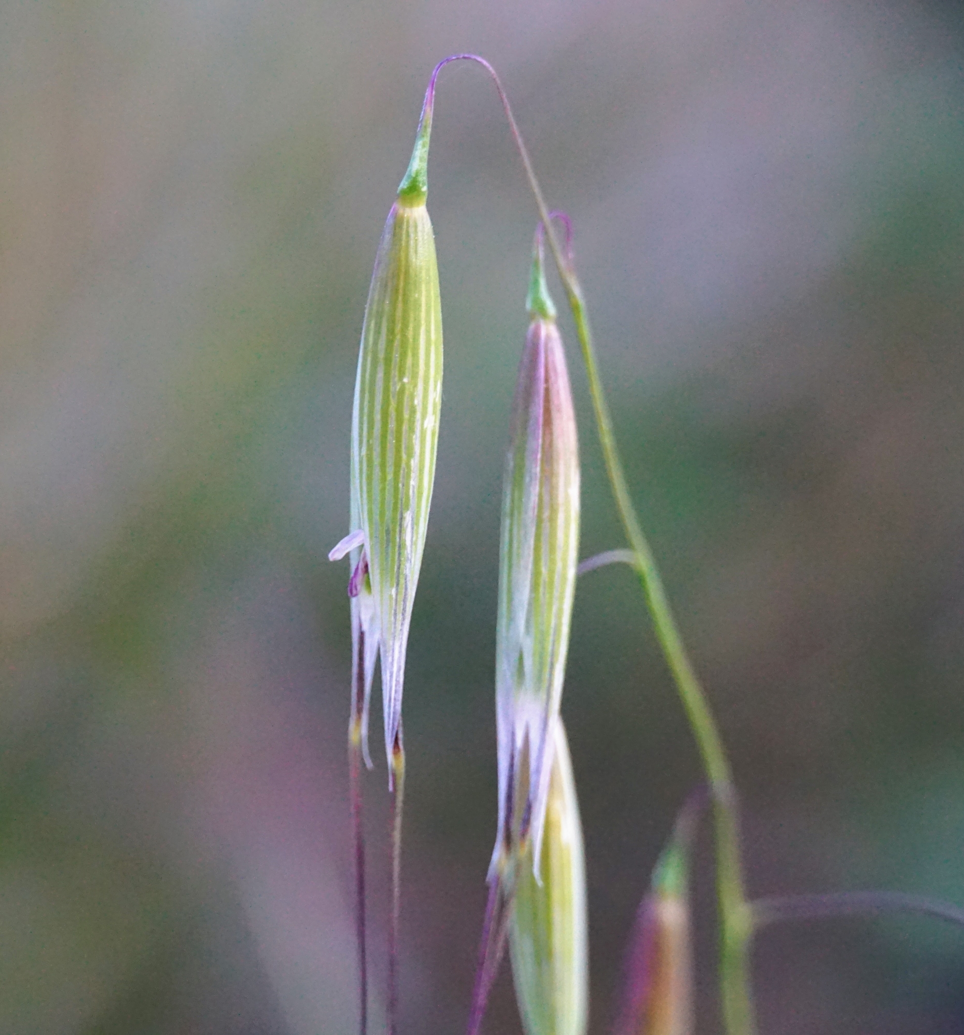 Sand Oats, Sand Oat, Black Oat, Bristle Oat, Small Oat, Lopsided Oat
