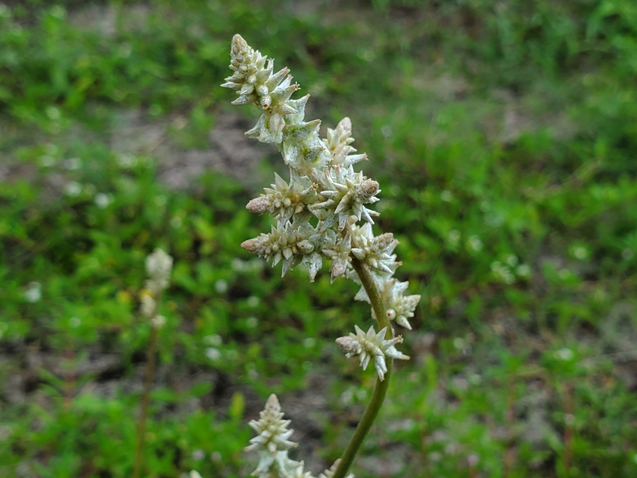 Cottonweed, Field Cottonweed, Cottontails, Snakecotton, Florida Snake Cotton, Plain’s Snake Cotton, Common Cotton Weed, Snakeweed