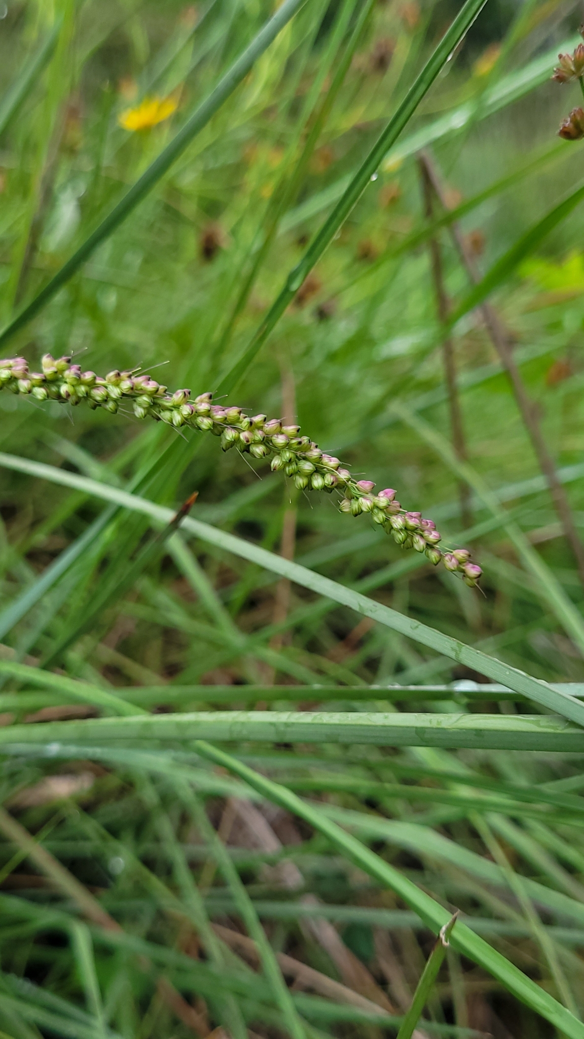 Uruguayan Rice Grass, Piptochaetium