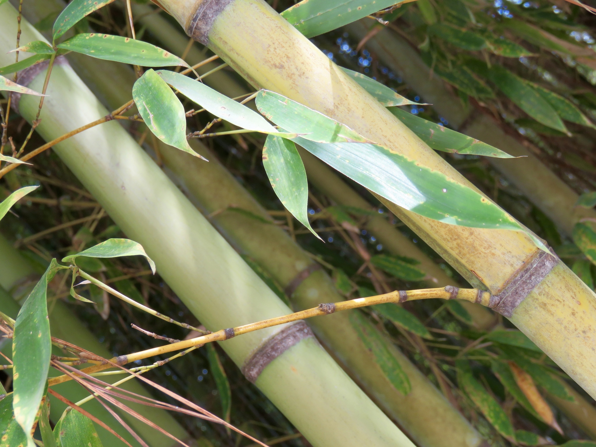 Golden Bamboo, Fish-pole Bamboo, Fishpole Bamboo