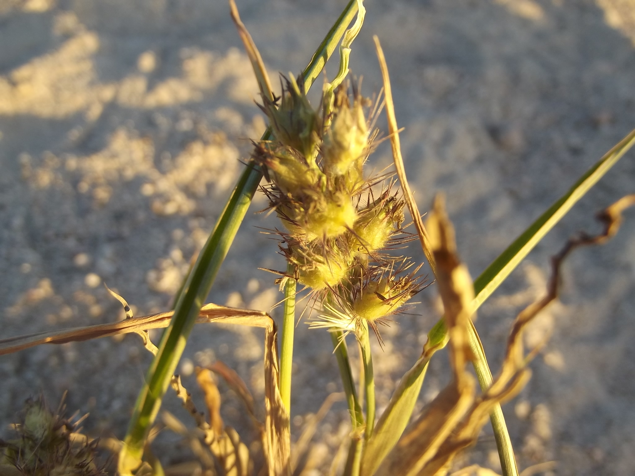 Fine-bristled Burr-grass, Brown’s Burgrass, Brown’s Sandbur, Burr-grass, Fine-Bristle Sandbur, Green Sandbur, Sandbur, Slim-Bristle Sandbur