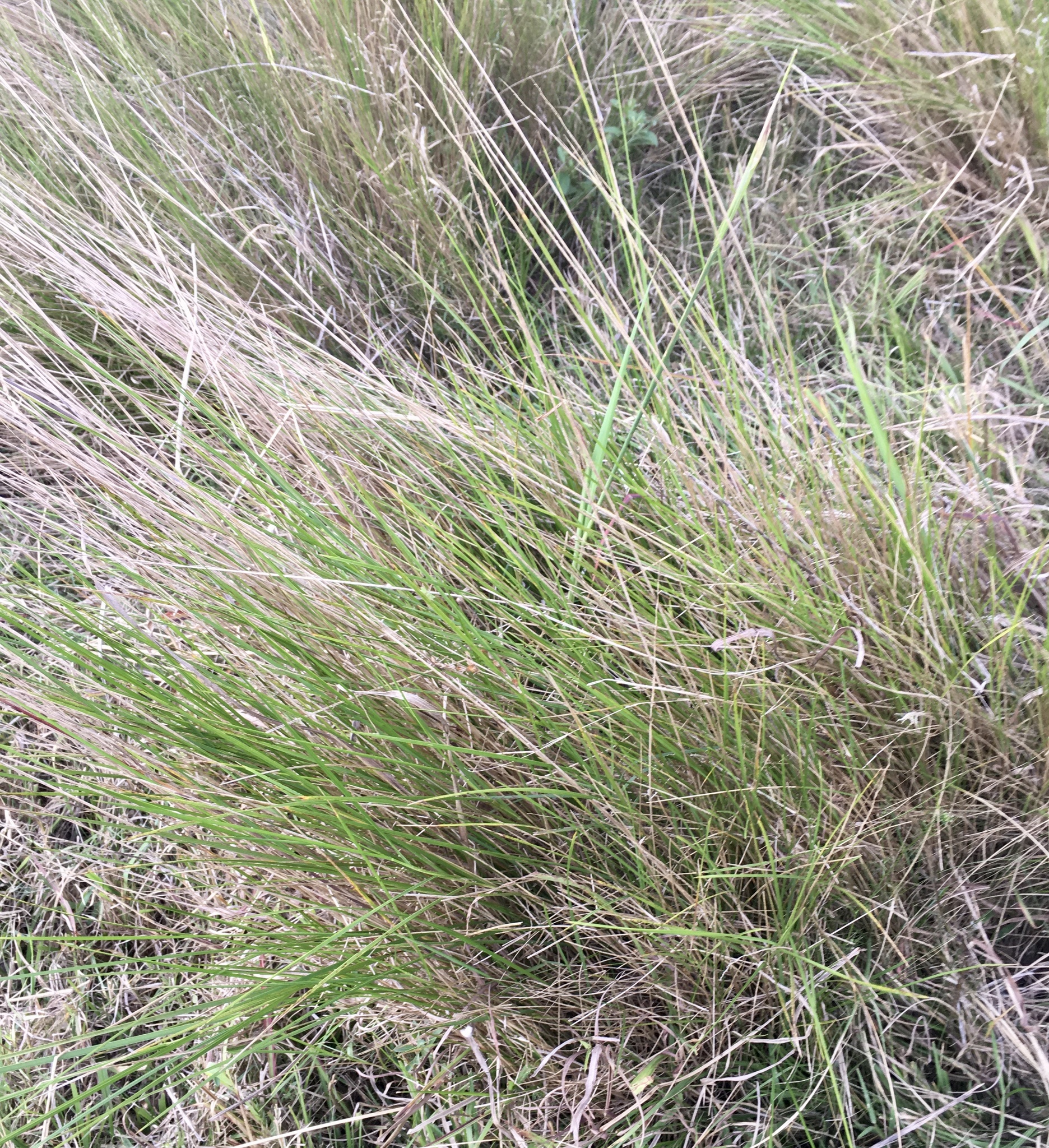 Lobed Needle Grass, Uruguay Needle Grass