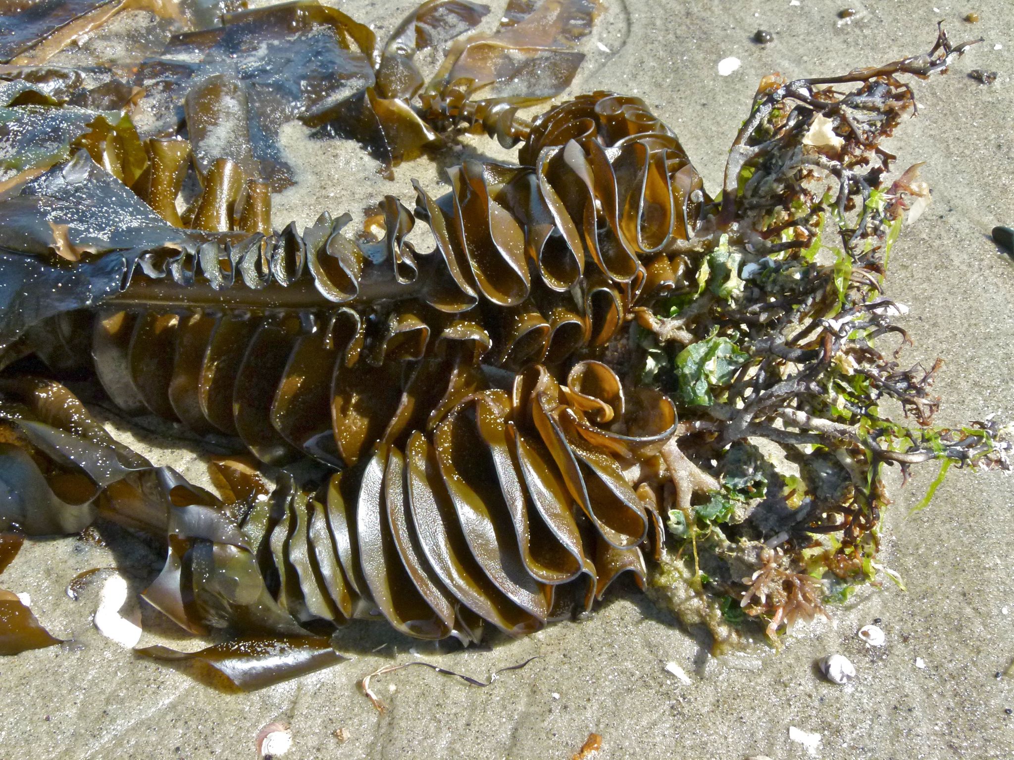 Undaria Seaweed, Wakame, Japanese Seaweed, Japanese Kelp