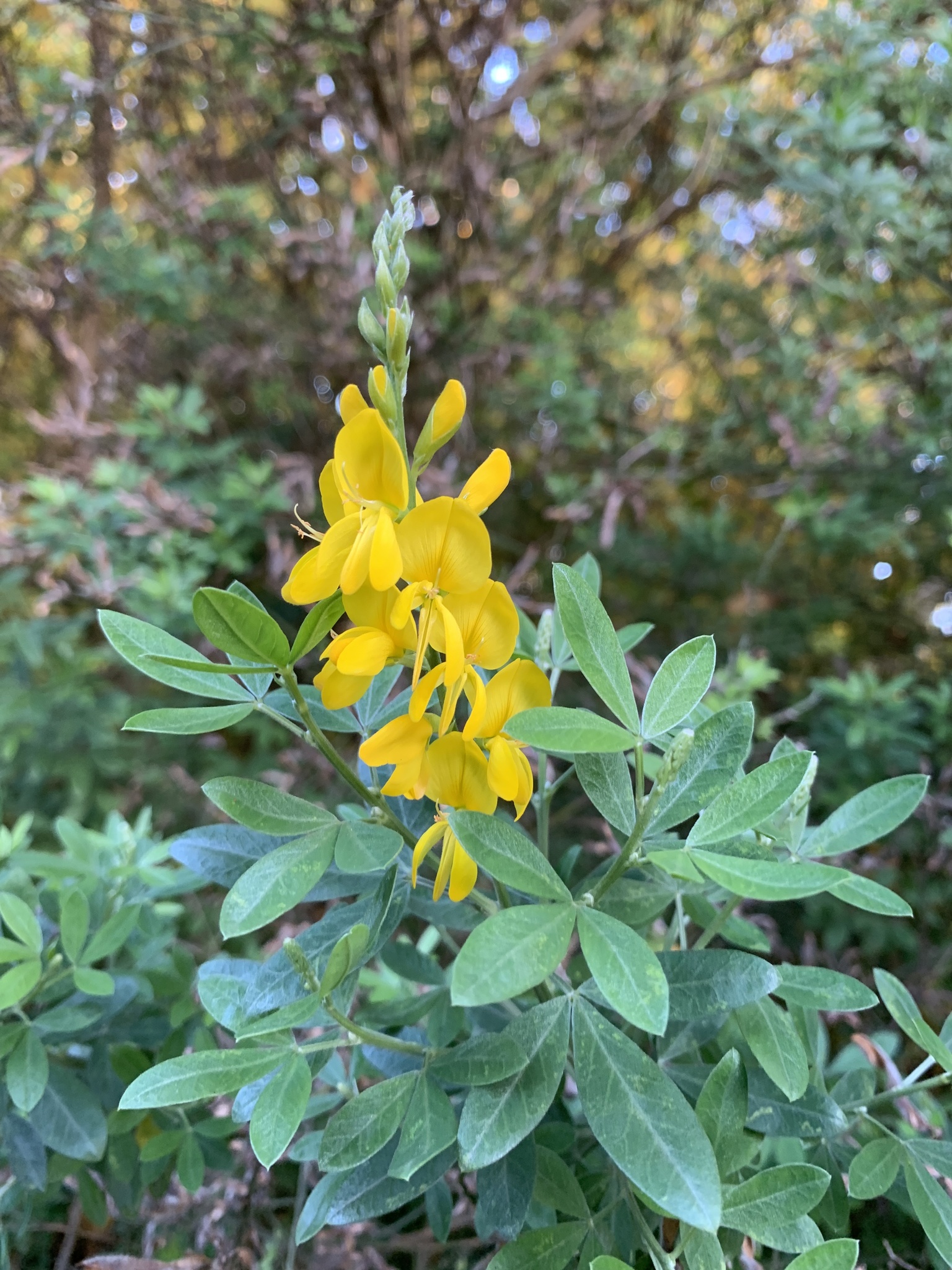 Madeira Broom, Sweet Broom, Easter Broom