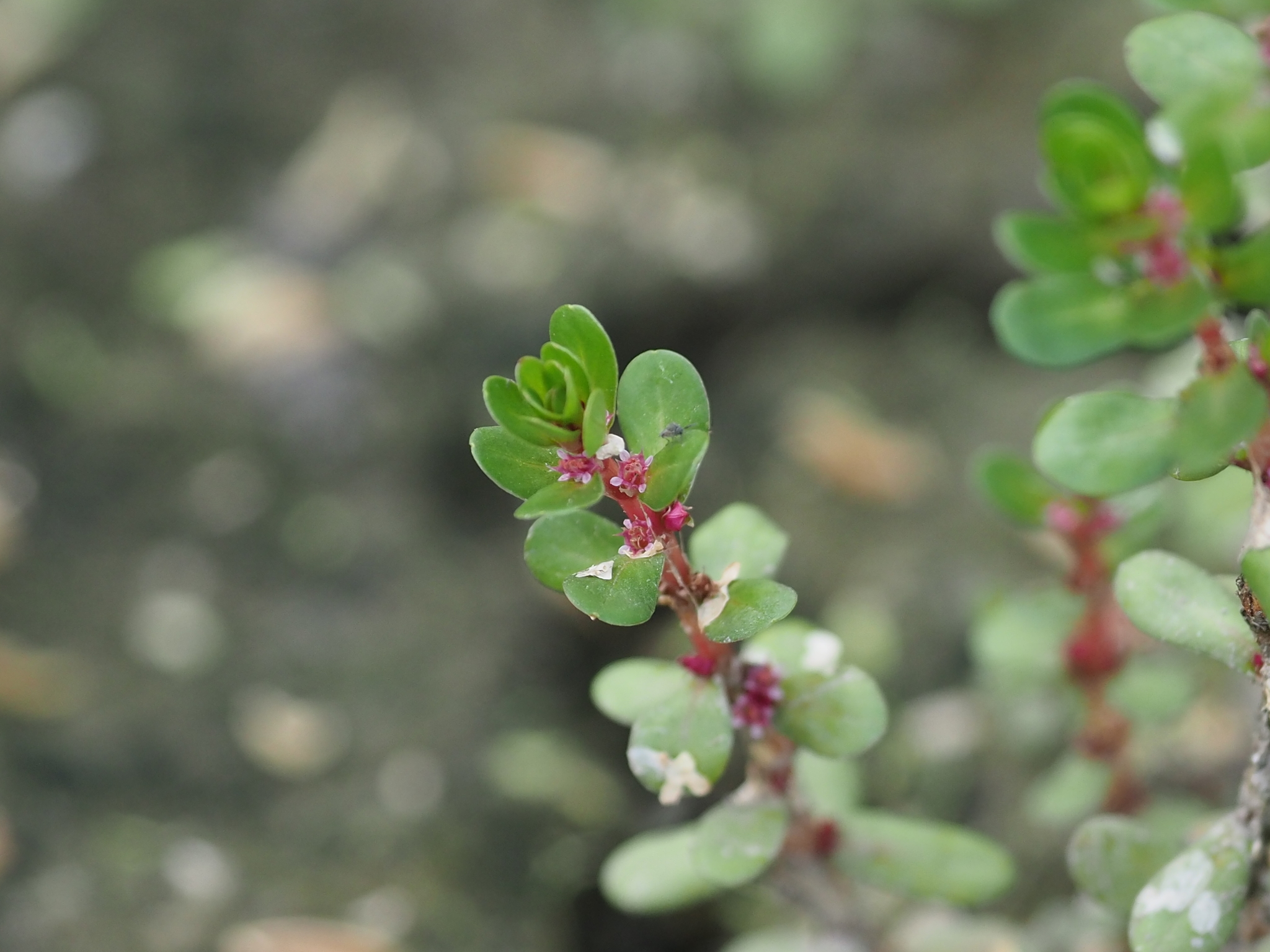 Indian Toothcup, Toothcup