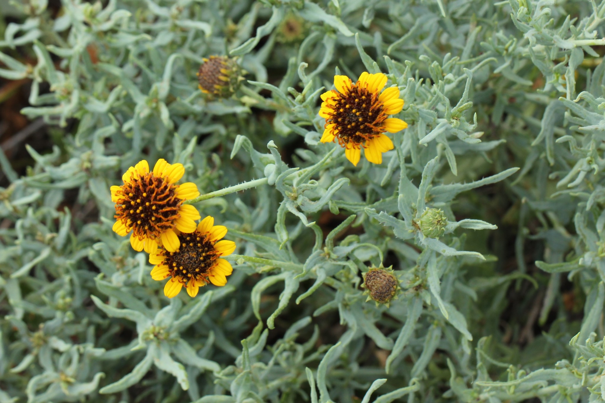Texas Blueweed, Blueweed, Blueweed Sunflower, Yerba Parda