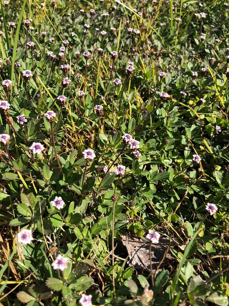 Lippia, Carpet Weed, Fogfruit, No-man Grass, Phyla, Red Flower, Condamine Couch