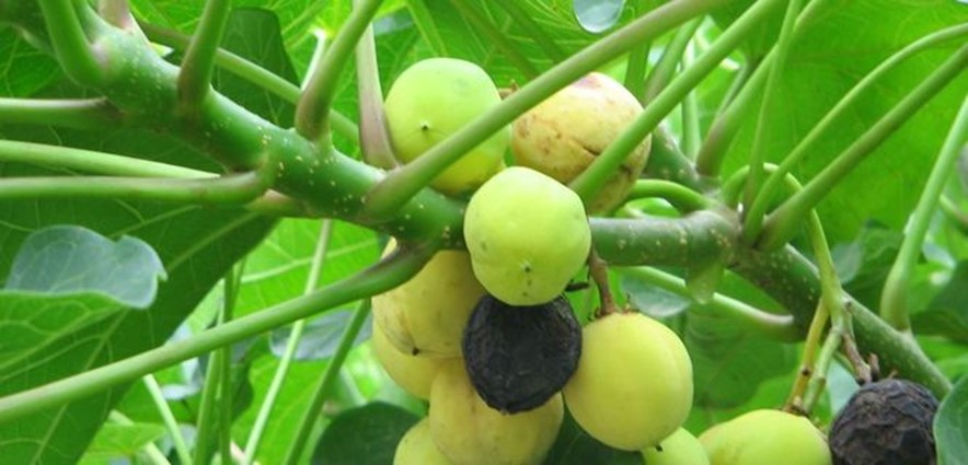 Physic Nut, Purging Nut, Purging Nut Tree, Cuban Physic Nut, Barbados Nut, Barbados Purging Nut