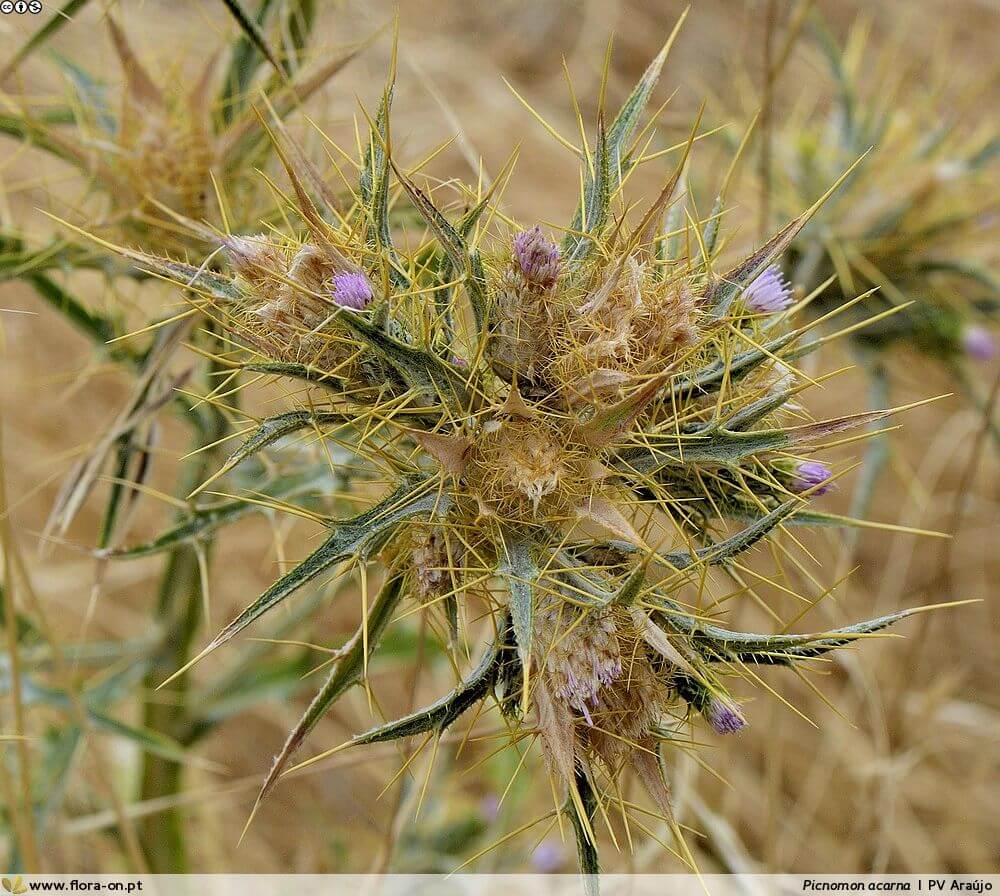 Soldier Thistle, Yellow-plumed Thistle, Yellow Plumed Thistle