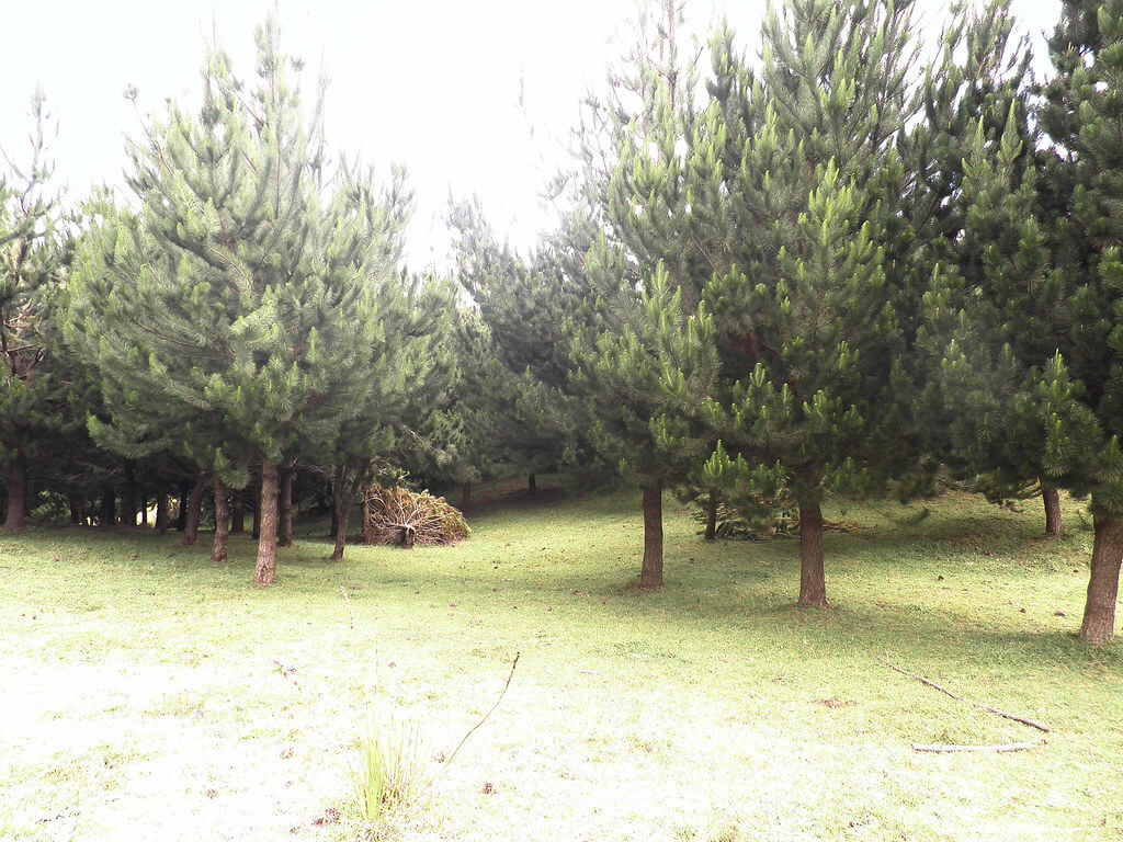 Radiata Pine Monterey Pine, Insignis Pine, Wilding Pine