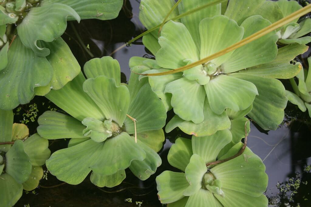 Water Lettuce, Nile Cabbage, Water Lily