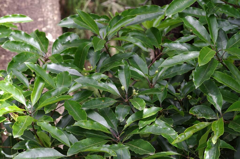 Sweet Pittosporum, Snowdrop Tree, Engraver Wood, Mock Orange, Native Laurel, Wave Leaved Pittosporum, White Holly, Native Daphne, Victorian Box, Australian Cheesewood, New Zealand Daphne, Victorian Laurel, Wild Coffee