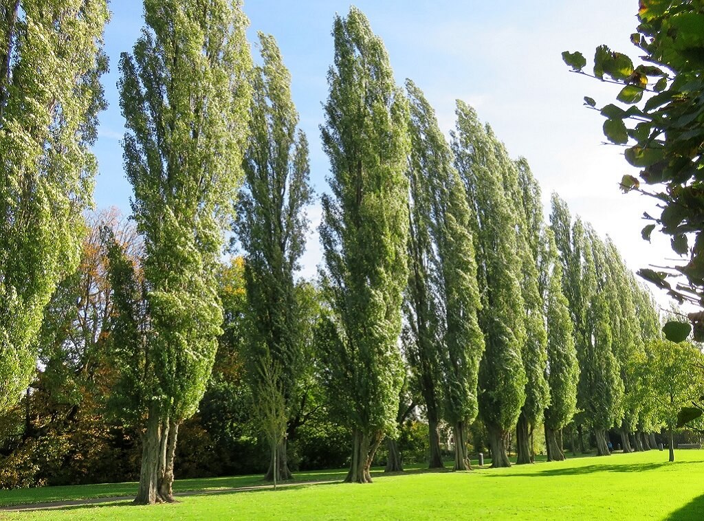 Lombardy Poplar, Black Poplar, Italian Poplar