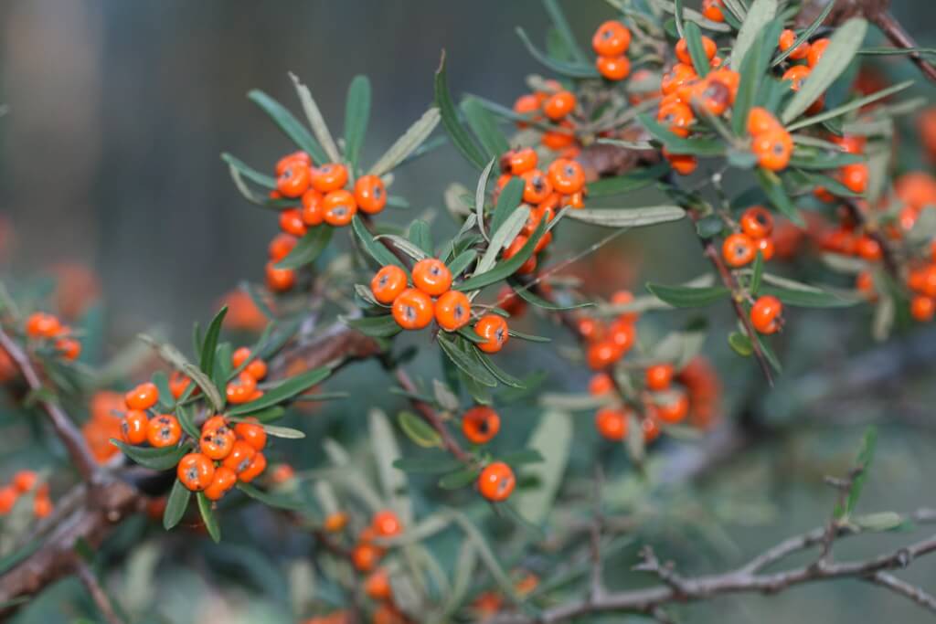 Narrow-leaf Firethorn, Yellow Pyracantha, Orange Pyracantha, Orange Firethorn, Yellow Firethorn, Orangethorn, Firethorn, Narrowleaf Firethorn, Narrow Leaf Firethorn