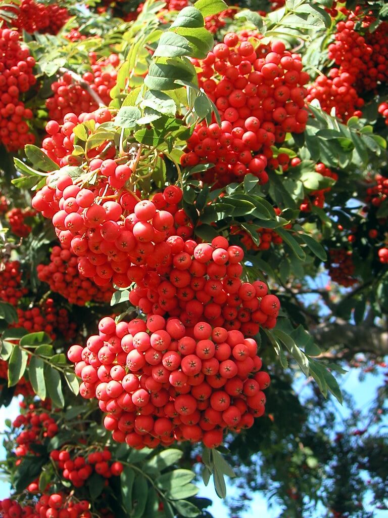 Chinese Firethorn, Red Pyracantha, Broad Leaf Firethorn, Chinese Firethorn, Firethorn, Pyracantha