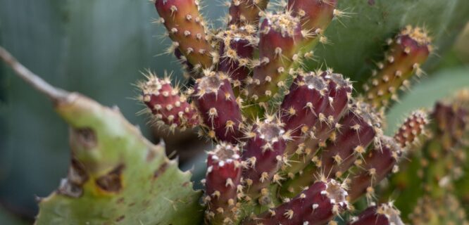 Opuntia microdasys.