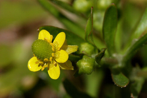 Celery-leaved Buttercup, Poison Buttercup, Celery Buttercup, Cursed Crowfoot