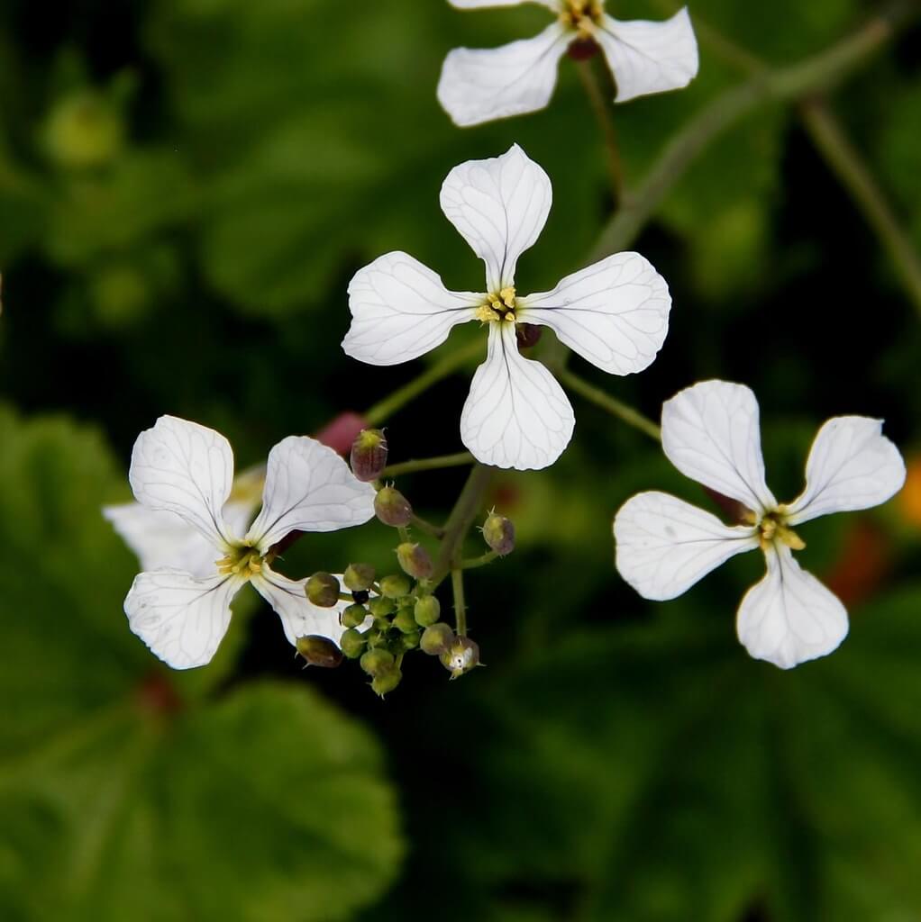 Wild Radish, Jointed Charlock