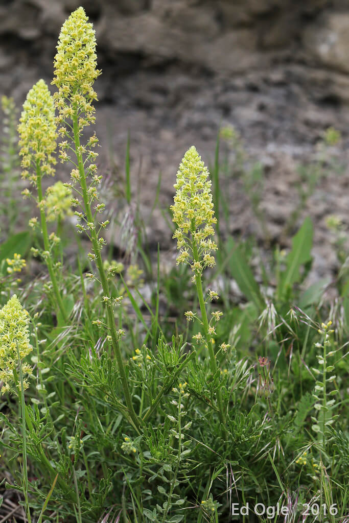 Cut-leaved Mignonette, Cut-leaf Mignonette, Wild Mignonette, Yellow Mignonette