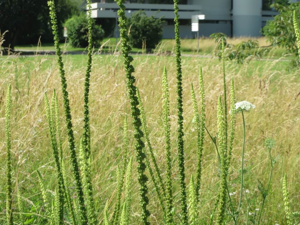 Wild Mignonette, Dyer’s Rocket, Dyer’s Weed, Weld, Yellow Weed