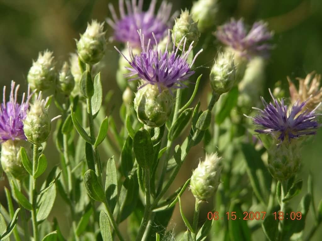 Creeping Knapweed, Russian Knapweed, Hardheads, Hardhead Thistle, Blueweed, Blue Weed, Russian Centaurea, Russian Thistle