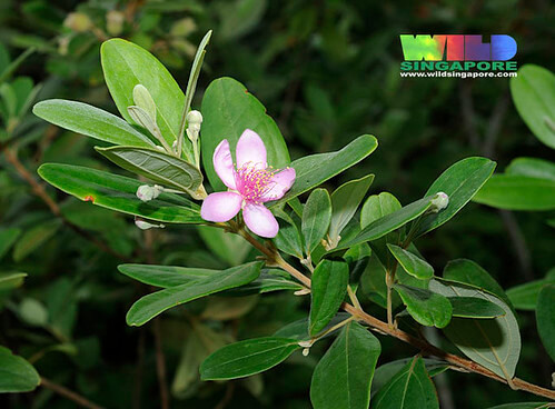 Downy Rose Myrtle, Feijoa, Ceylon Hill Cherry, Downy Myrtle