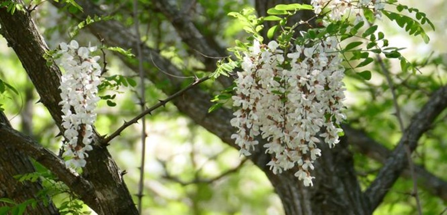 Black Locust, False Acacia, Locust Tree, Yellow Locust, Robinia, White Acacia