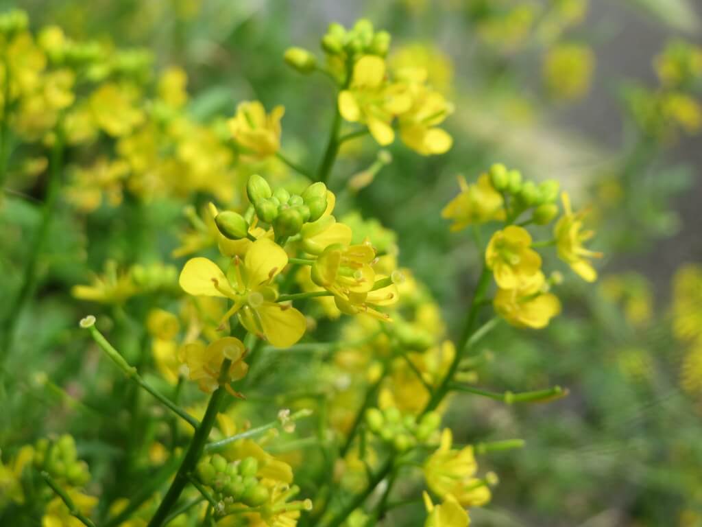 Creeping Yellow Cress, Yellow Field, Creeping Yellow Fieldcress, Yellow Fieldcress