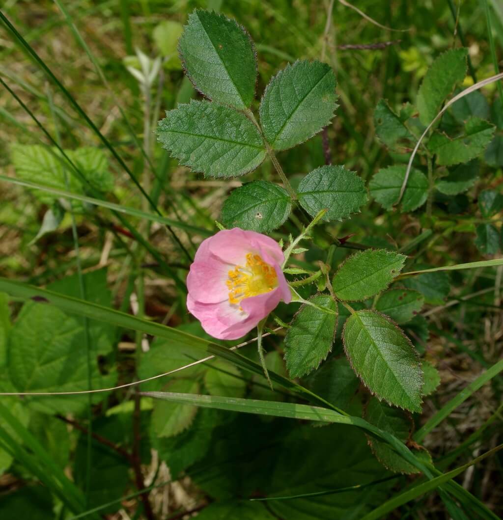 Sweet Briar, Briar Rose, Sweet Briar Rose, Eglantine