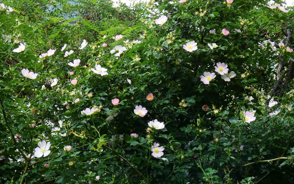 Dog Rose, Common Briar, Dogbriar