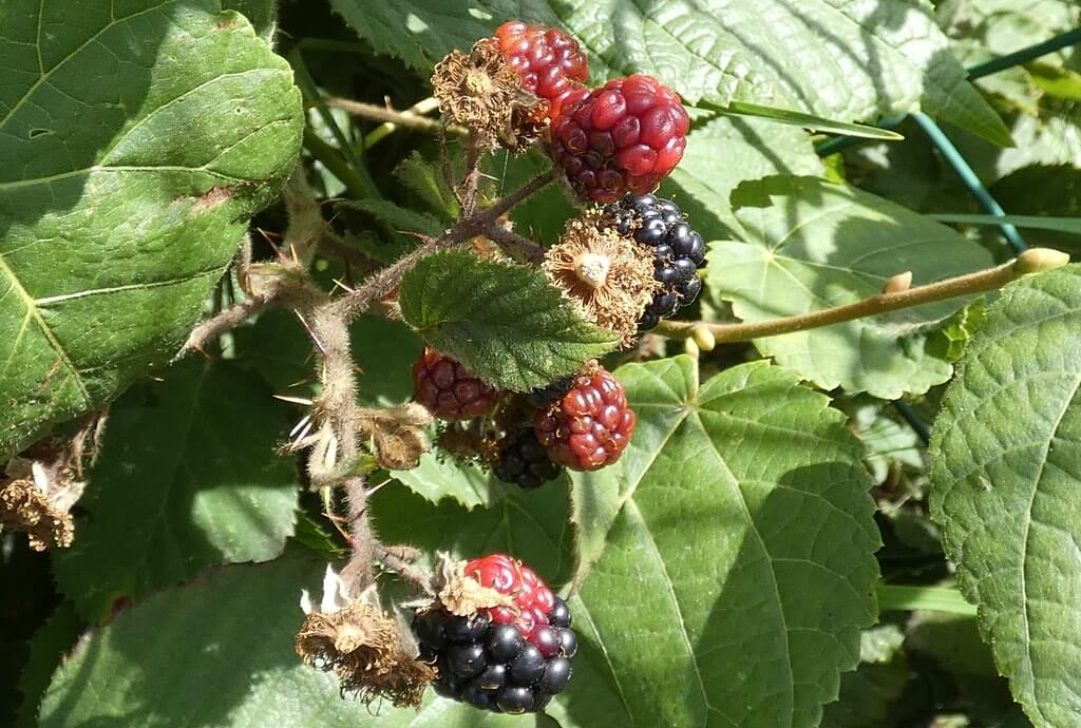 Blackberries by Linda DV is licensed under CC BY-NC-ND-2.0
