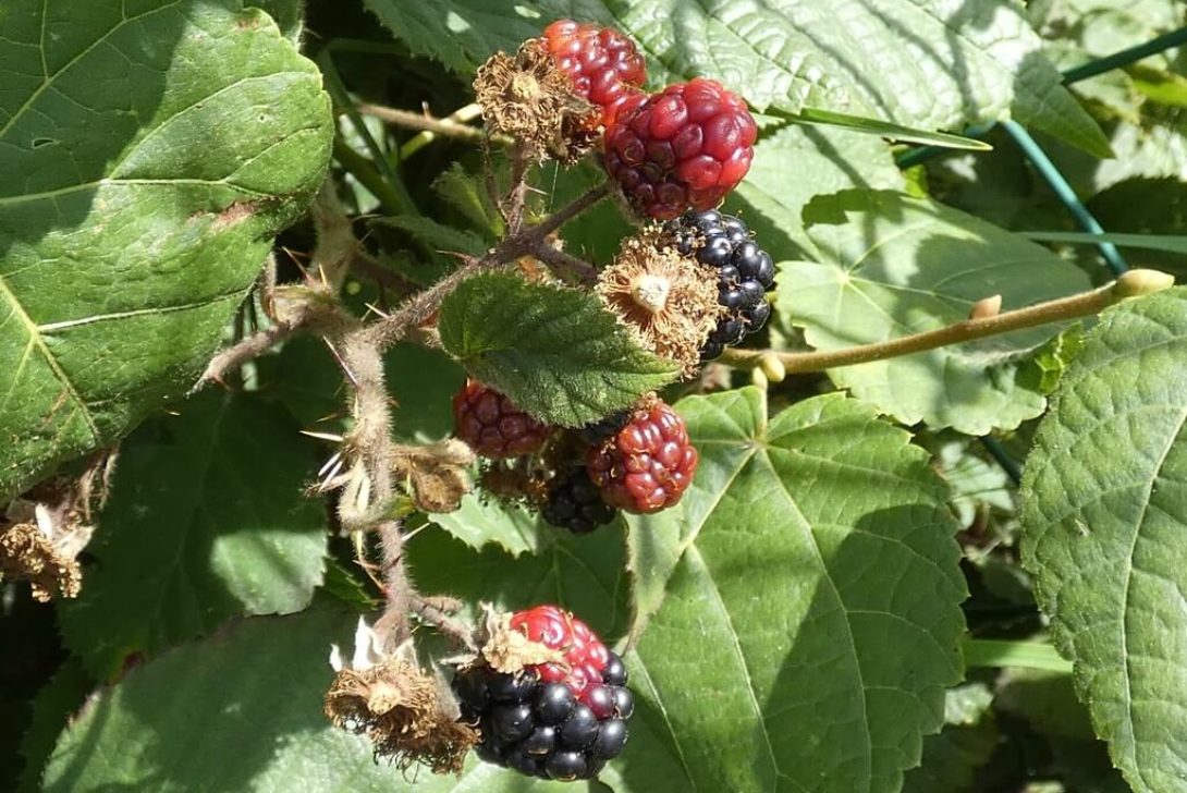 Blackberries by Linda DV is licensed under CC BY-NC-ND-2.0