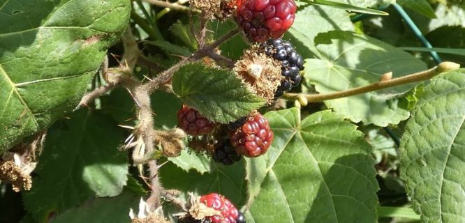 Blackberries by Linda DV is licensed under CC BY-NC-ND-2.0