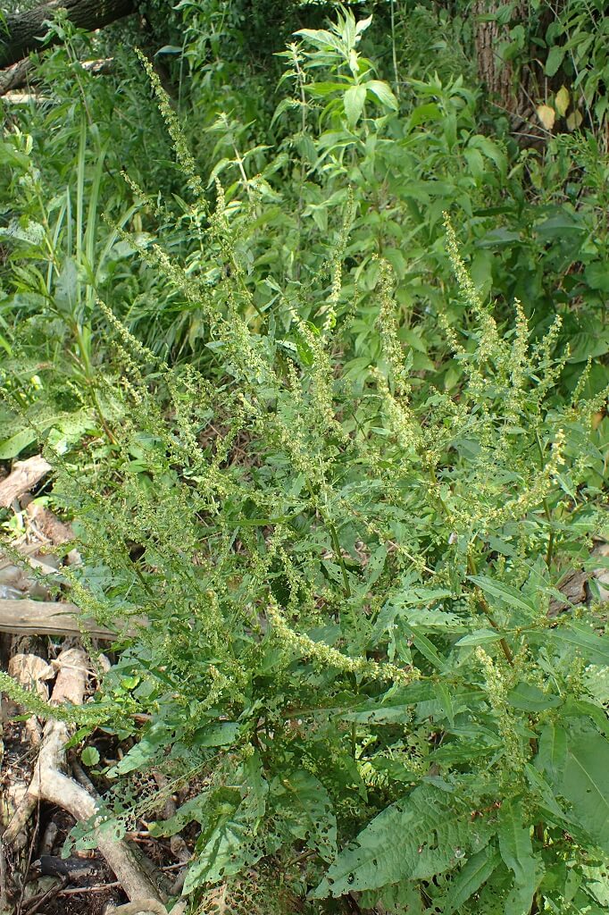 Clustered Dock, Sharp Dock